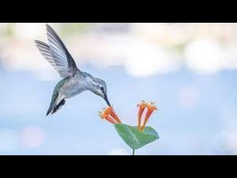 The surprising secrets of hummingbird flight| हमिंगबर्ड उड़ान के आश्चर्यजनक रहस्य #facts