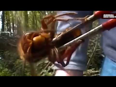 The East Asian Monster, Giant killer Hornet! Asian hornet in action!