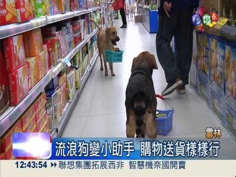 狗狗小幫手! 主人購物"牠們"提籃