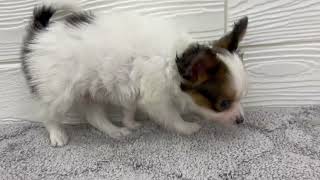 パピヨンの動画01