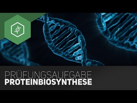 Typical exam question – Protein biosynthesis part 5