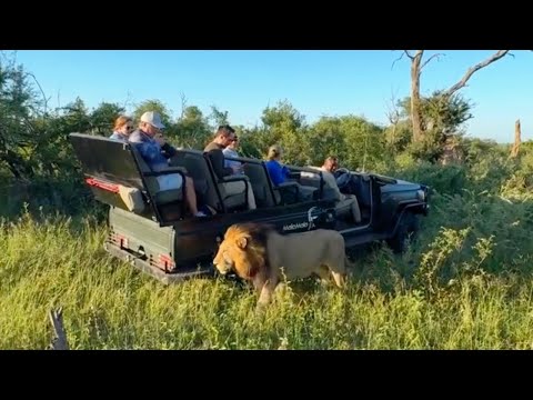 Ndhzenga Male Lion in a Sunny Day | Mala Mala Sabi Sands | 15 March 2025