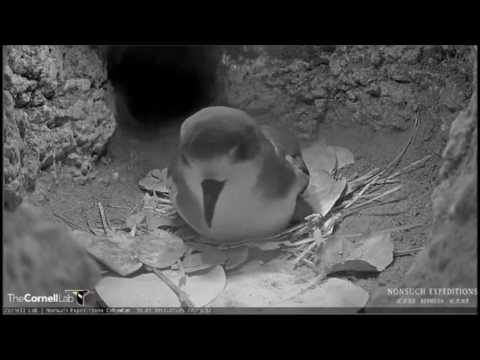 Cahow adults swap incubation duties 1/25/17