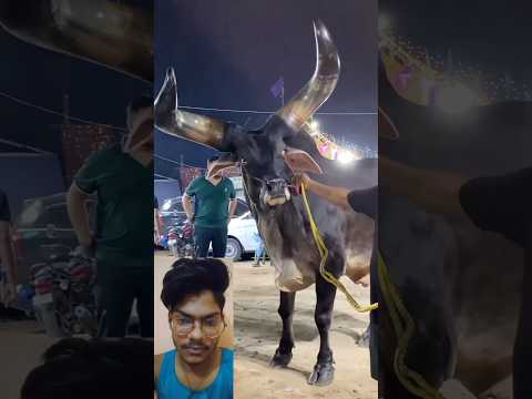 world this animal limited reaction satr4 #reaccion #world #animals