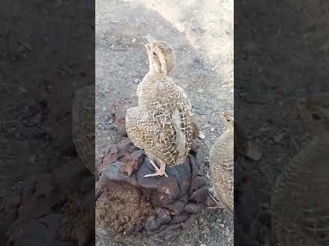 😎Teetar Ke Bache Ki Aawaz🥰