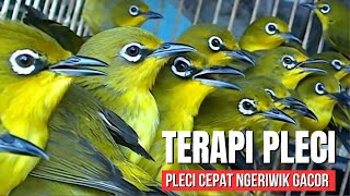 Download lagu Terapi Pleci Ribut Paling Ampuh Agar Pleci Buka Paruh | Terapi Pleci Koloni Terbaru mp3
