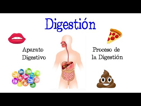 🍎 La Digestión y su Proceso, Aparato Digestivo 💩 [Fácil y Rápido] | BIOLOGÍA |