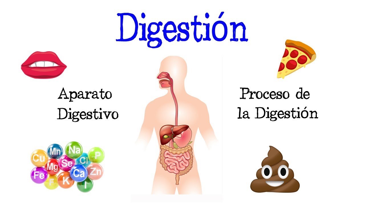 🍎 La Digestión y su Proceso, Aparato Digestivo 💩 [Fácil y Rápido] | BIOLOGÍA |