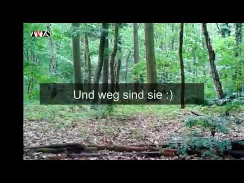 Podenco von der Leine lassen heißt: Abschmieren!