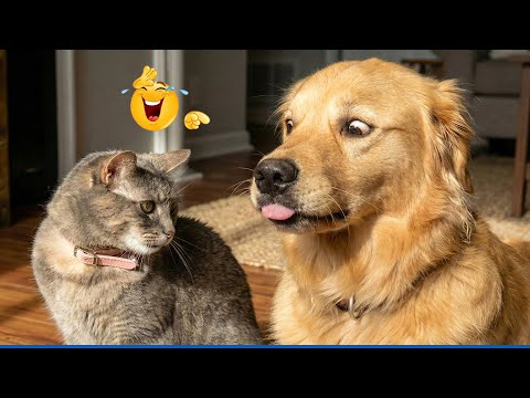 When God Sends You Funny Dogs 😹🐶 Smarty Funny Animals Video Compilation