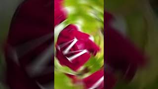 Download lagu achcha lagta hai janu phir se kaho na c 💜❤️🥰🌹🌹😘😍🤩♥️🌹 cute Love Nam 🥰 A video 😘😍 mp3