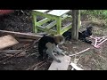 Ngintip Orang Hutan Lagi Apa Dengan Baju Hitam Buatan Nigeria