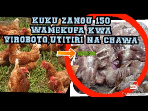 , title : 'FAHAM WADUDU KAMA VIROBOTO,UTITIRI NA CHAWA#KUKU'