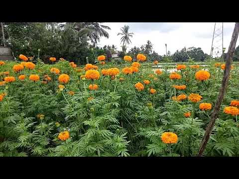 susanti and gemitir flower