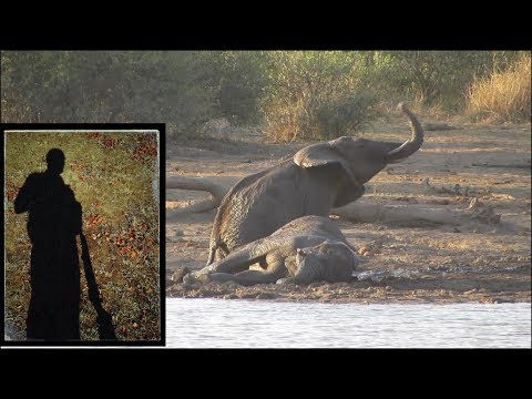 Elephant Mud Wrestle