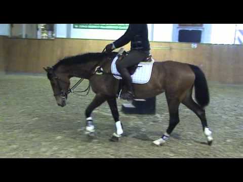 Corleograf-Casaretto Stute * 2007