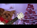 Karácsonyi dalt éneklő kutya