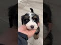 Mini Bernedoodle dogs for sale: Hank - Video 1