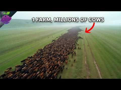 The 10 Largest Farms on Earth (Mind-Blowing Facts!)