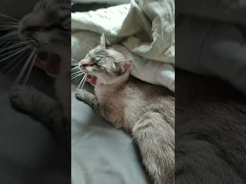 Vídeo de Mia