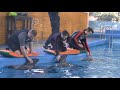 Dolphin Planet в Ярославле (дельфинарий в ярославле)