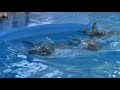Dolphin Planet в Ярославле (дельфинарий в ярославле)