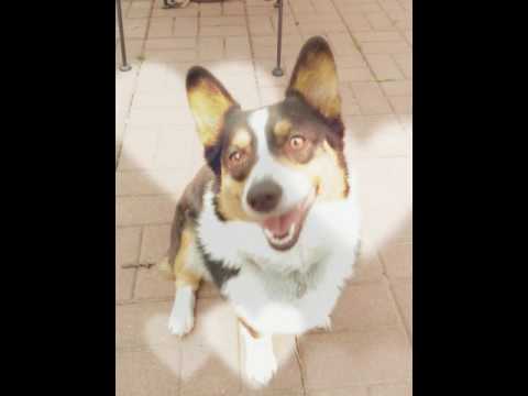 Olive, an adopted Cardigan Welsh Corgi in Chesterfield, MO_image-1