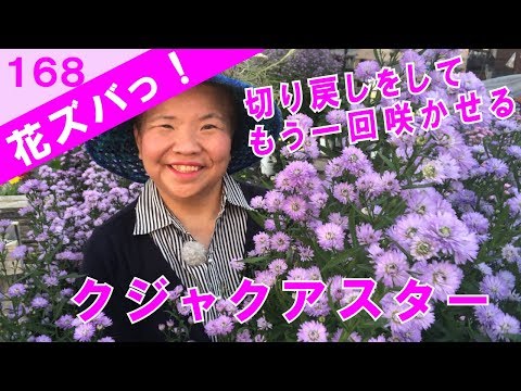 園芸 アスター