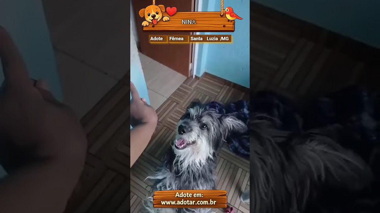 Cachorro raça SRD-ViraLata idade 5 anos nome NINA
