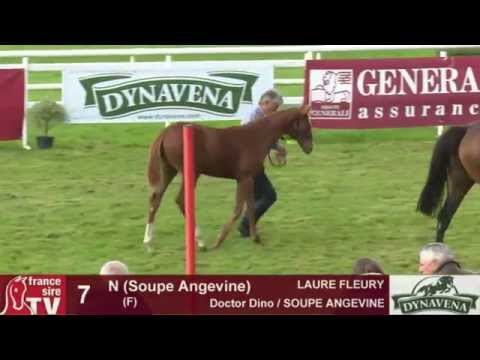 Show AQPS 2015 : lot 7 - N - F15 - Doctor Dino & SOUPE ANGEVINE