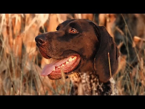 DEUTSCH KURZHAAR - KS Conan Seehof