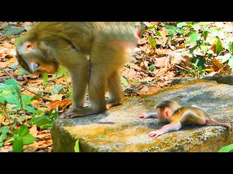 Day 2 of Baby Monkey Levy—Mom Libby is still tired, but she tries training her newborn, Levy