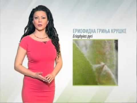 Zelena prognoza 16.4.2015. - Stanje u zasadima krušaka