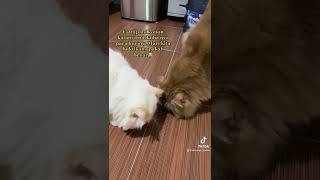 Download lagu Ngobain Kasih Catnip Ke Kucing mp3
