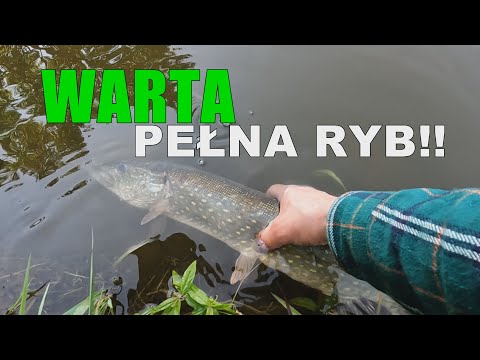 Ryby z rzeki Warta! - Są! Biorą! Co wyjazd dużo brań! Nasz nowy cykl #BEZmapy 1