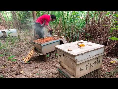 , title : '賴皮愛生 蜜蜂系列 繁蜂階段要趕緊補糖水 Bee feeding syrup'