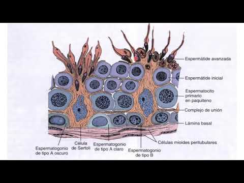 5 Espermatogénesis y composición del semen