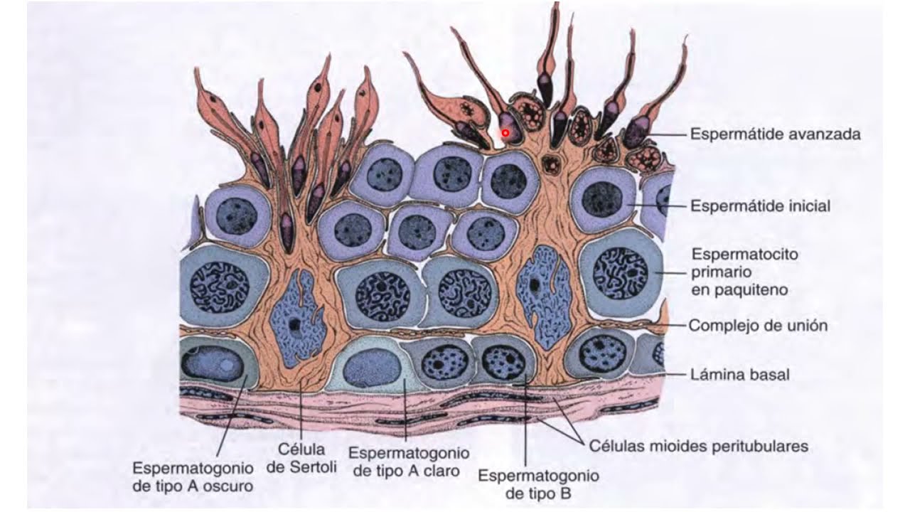 5 Espermatogénesis y composición del semen