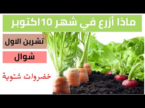 ماذا يزرع في شهر سبتمبر اكتوبر نوفمبر ديسمبر الزراعة الشتوية