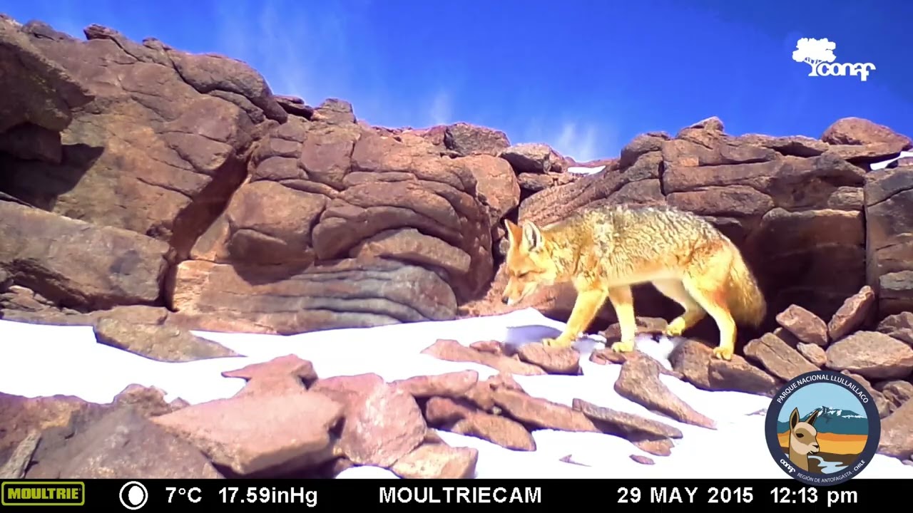 27 años del Parque Nacional Llullaillaco, Región de Antofagasta