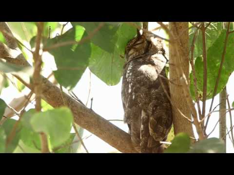 Bubo cinerascens Gambia