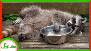 Raccoons Don’t Really Wash Their Food