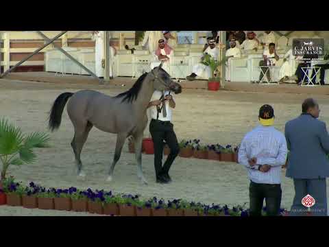 N 26 RJ PERFINKA   The Turfah Arabian Horse Show 2023   Yearling Fillies Class 1B
