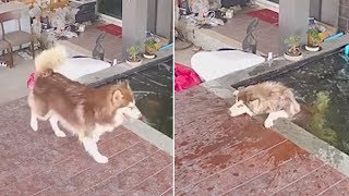 Owner Saves Husky From Drowning With Moments to Spare