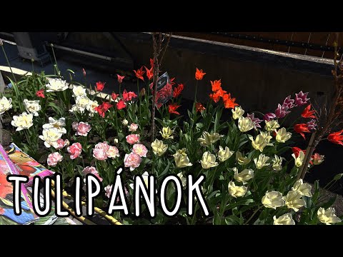 Tulipánok - Megyeri Szabolcs Kertészete
