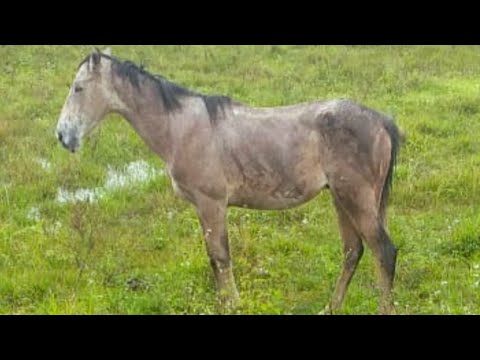 Todas as vitorias do cavalo MACACO