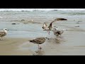 Seagulls Fighting Over Food In Slow Motion 4k