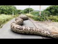 Giant Anaconda Vs T Rex Who Wins