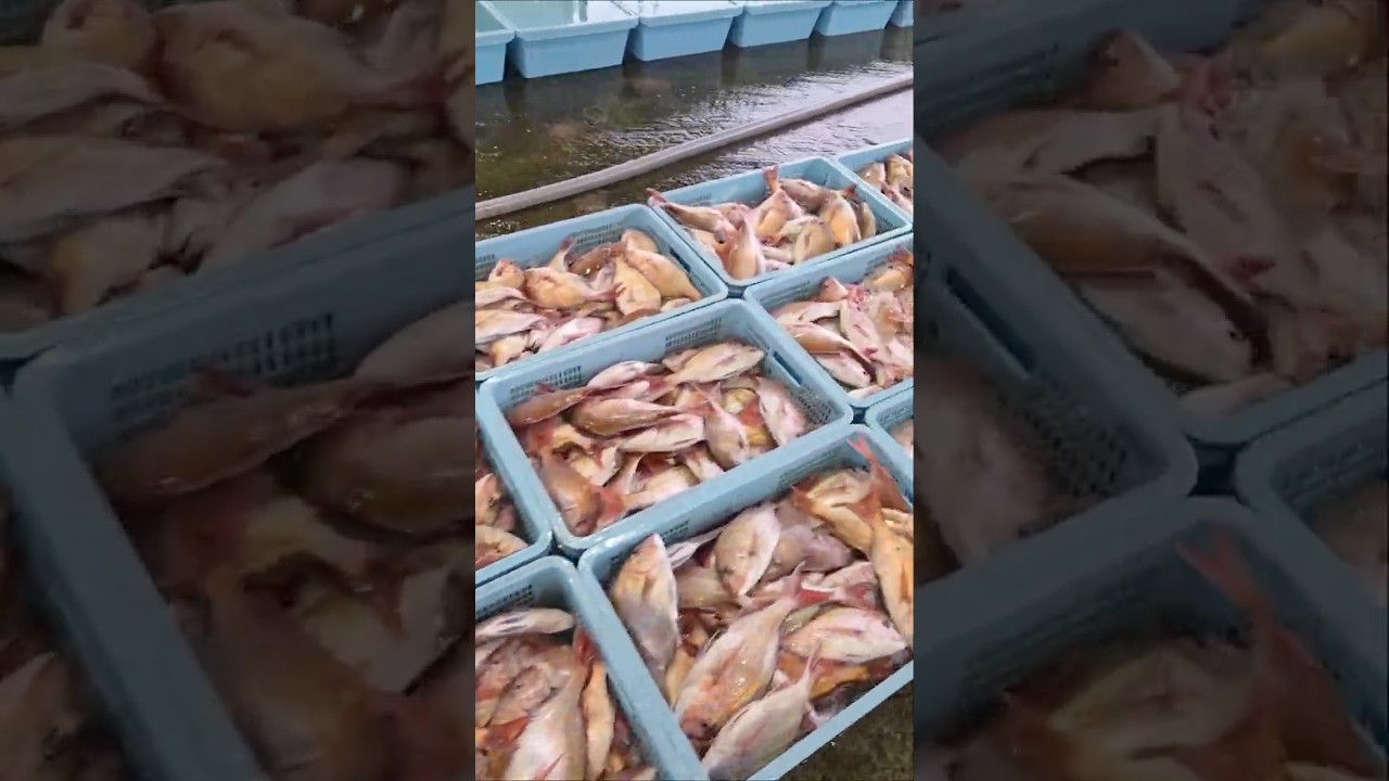 フグと鯛がいっぱい獲れました！！2026年3月25日の片名市場の様子 #へんな魚おじさん #片名市場