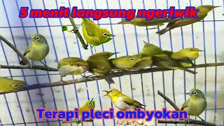 Download lagu Terapi pleci ombyokan biar cepat ngeriwik, 99%  ampuhh || zosterop mp3